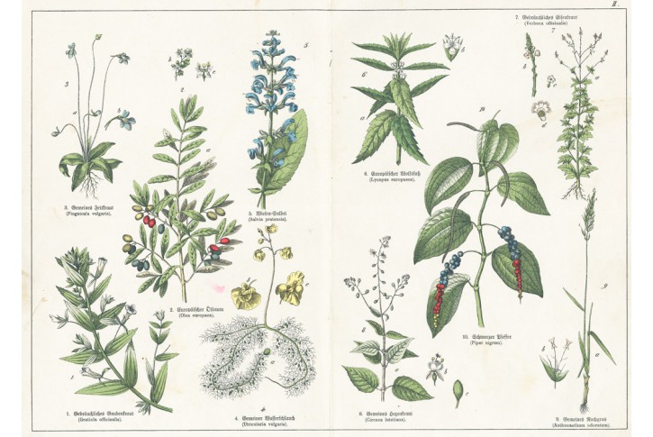 pepřovn&iacute;k, Schubert,  kolor. litografie, 1872