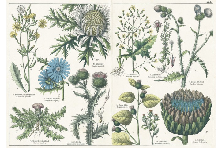 Artyčok, Schubert,  kolor. litografie, 1872