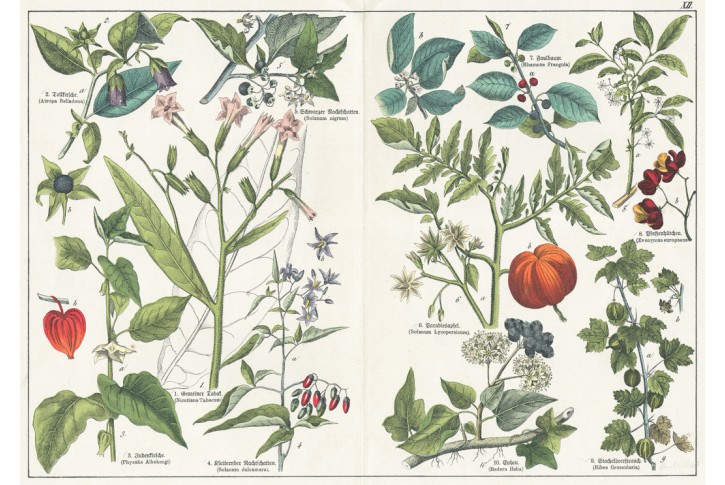 Rul&iacute;k zlomocn&yacute;, Schubert,  kolor. litografie, 1872