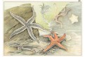 Hvězdice mořsk&eacute;, chromolitografie, 1916