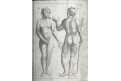 Kulmus J. A.: Anatomische Tabellen, Augsb, 1745