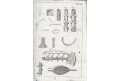 Kulmus J. A.: Anatomische Tabellen, Augsb, 1745