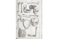 Kulmus J. A.: Anatomische Tabellen, Augsb, 1745