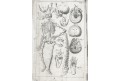 Kulmus J. A.: Anatomische Tabellen, Augsb, 1745