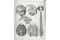Kulmus J. A.: Anatomische Tabellen, Augsb, 1745