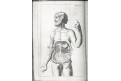 Kulmus J. A.: Anatomische Tabellen, Augsb, 1745