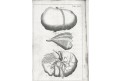 Kulmus J. A.: Anatomische Tabellen, Augsb, 1745