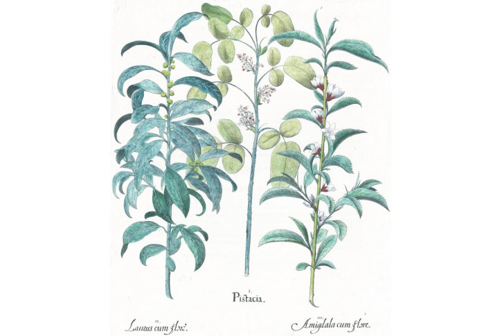 Pistacia, Besler, kolorovan&yacute; mědiryt, 1640