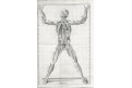 Winslow : Expositio anatomica IV., Frankfurt 1753