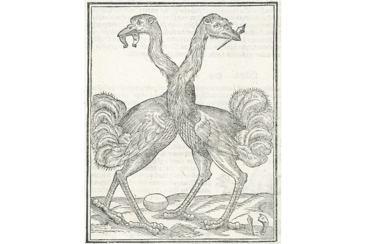 P&scaron;tros, M&uuml;nster, dřevořez, (16010)