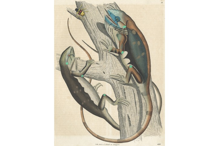 Je&scaron;těři , kolor. litografie , 1843