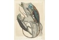 Ještěři , kolor. litografie , 1843