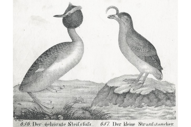 Pot&aacute;pka Roh&aacute;č,  Neue.., litografie , 1837