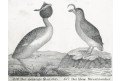 Pot&aacute;pka Roh&aacute;č,  Neue.., litografie , 1837