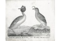 Potápka Roháč,  Neue.., litografie , 1837