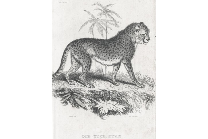 Gepard, Meyer, oceloryt, (1840)