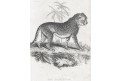 Gepard, Meyer, oceloryt, (1840)