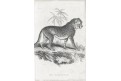 Gepard, Meyer, oceloryt, (1840)