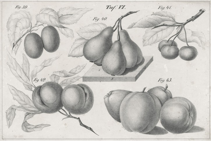 Zpěvn&iacute; pt&aacute;ci a ovoce., litografie, (1830)