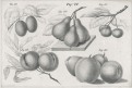 Zpěvn&iacute; pt&aacute;ci a ovoce., litografie, (1830)