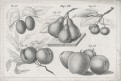 Zpěvní ptáci a ovoce., litografie, (1830)