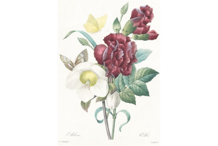 Čemeřice a karafi&aacute;ty, Redout&eacute;, kolor mědiryt, 1833