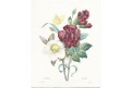 Čemeřice a karafiáty, Redouté, kolor mědiryt, 1833
