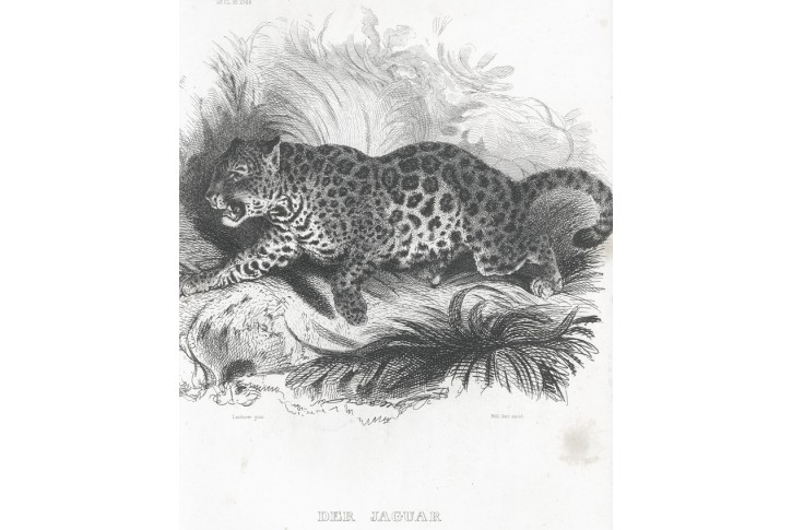Jaguar, Meyer, oceloryt, (1840)