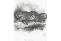 Jaguar, Meyer, oceloryt, (1840)