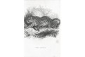 Jaguar, Meyer, oceloryt, (1840)