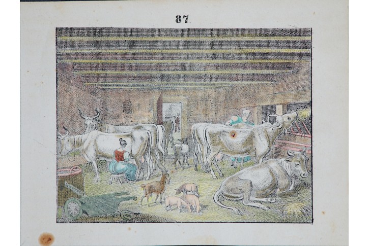 Dobytek stáj krávy.  kolor. litografie, 1840