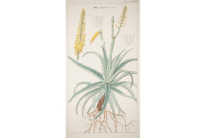Aloe, kolor. mědiryt , (1800)