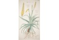 Aloe, mědiryt , (1800)