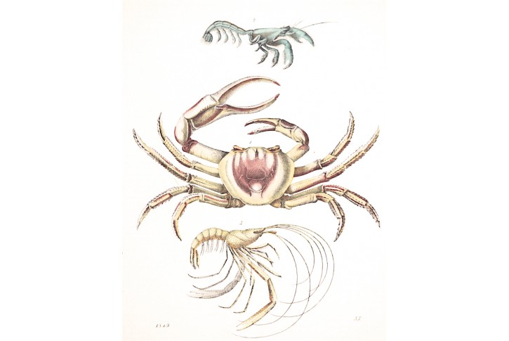 Krab, kolor. litografie, 1849