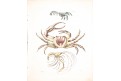 Krab, kolor. litografie, 1849