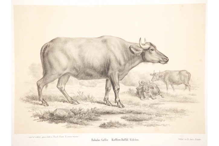 Buvol  Kaferský , Auer, litografie (1850)