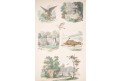 Draví ptáci, kolor. litografie, 1865