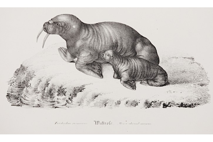 Mrož, litografie, 1837