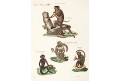 Opice,  Hoffman, kolor. mědiryt , 1820