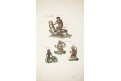 Opice,  Hoffman, kolor. mědiryt , 1820