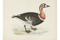 Berneška rudokrká, kolor. litografie 1870