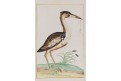 Pták vodní, kresba, 18 století