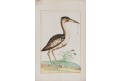 Pták vodní, kresba, 18 století