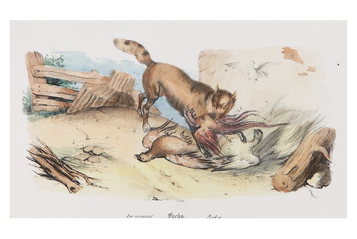 Liška, kolor. litografie, 1837