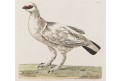Bělokur běloocasý (Lagopus leucura) , mědiryt 1776.