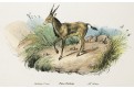 Antilopa, kolor. litografie, 1837