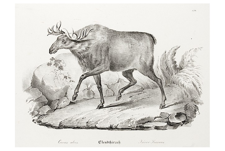 Los, litografie, 1837