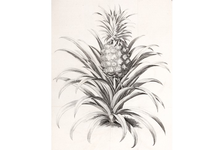 Ananas, van der Voort,  mědiryt , 1737