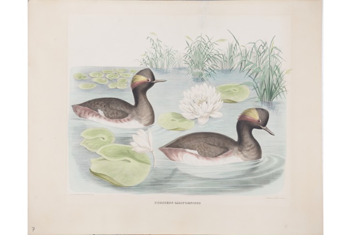 Potápka černokrká, kolor. litografie, 1869
