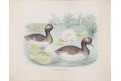 Potápka černokrká americká, kolor. litografie, 1860
